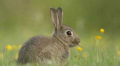 Rabbit control on a cricket pitch