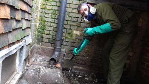 Pest-Tech carrying out bird clean up.