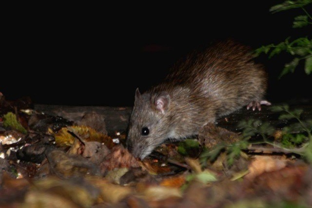How do I know I have rats, you will see them rat for starters