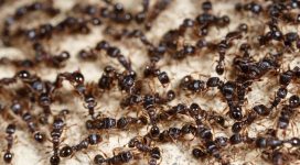 Black Ants | Ant removal in Maidstone