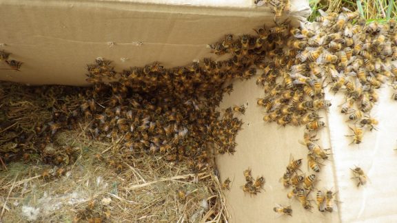 Pest Control Sevenoaks removing Honey bees