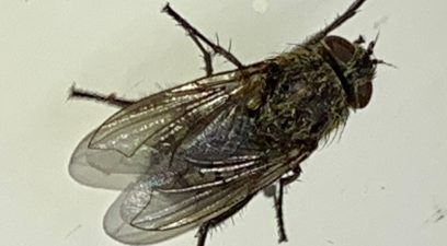 Fly control in progress for Cluster fly | Pest Control Maidstone
