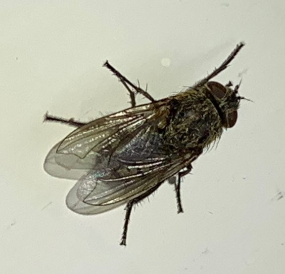 Fly control in progress for Cluster fly | Pest Control Maidstone