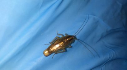 cockroach treatment | Removal and treatment of a German Cockroach Infestation