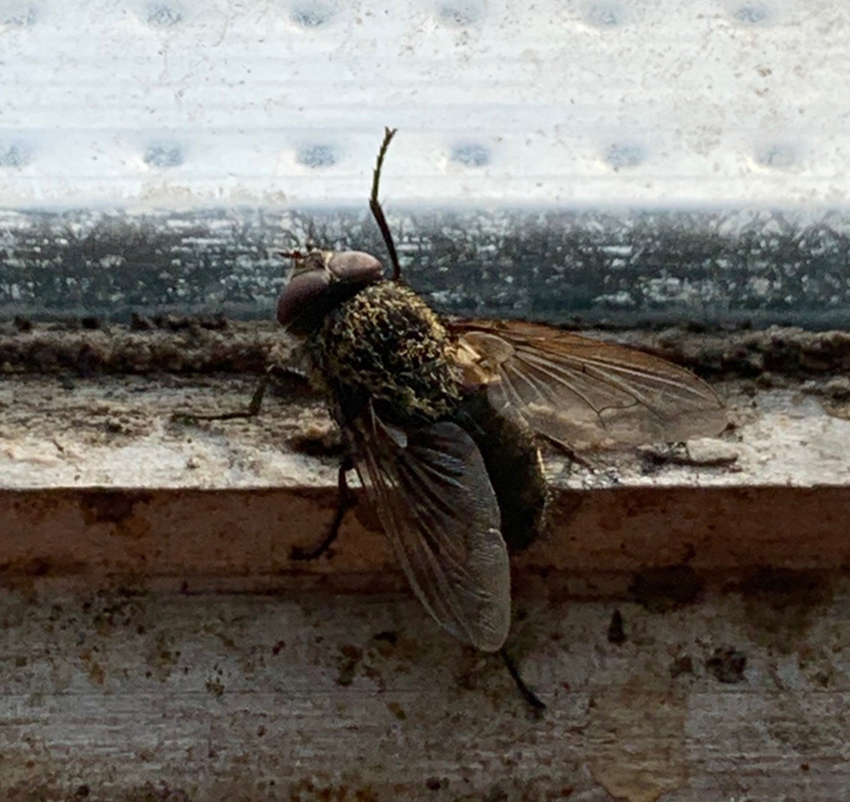 Fly Control Treatment and Removal in Maidstone • Flies ...