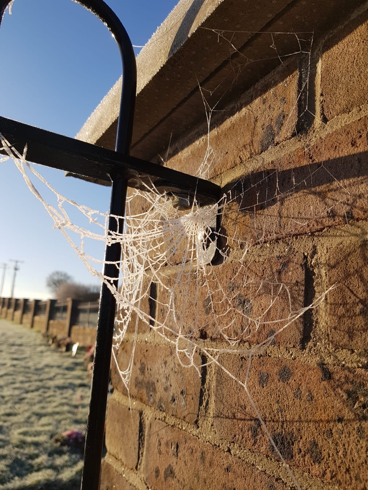 Spider Removal Treatment in Maidstone • Pest Control in Maidstone