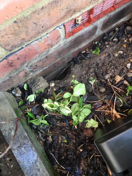 Rat burrows that could lead into the cavity wall.