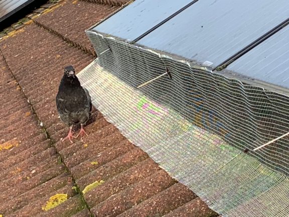 Bird Proofing Solar Panel