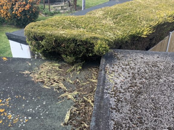 Rats in the kitchen getting into the roof with the help of the hedge