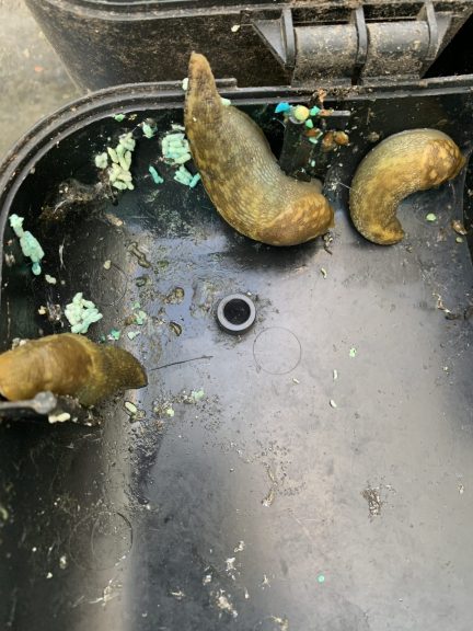 Slugs in my house
