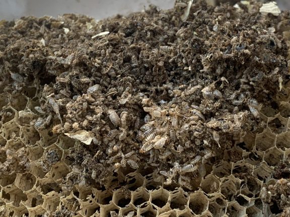 Carpet beetle larvae found in a wasp nest
