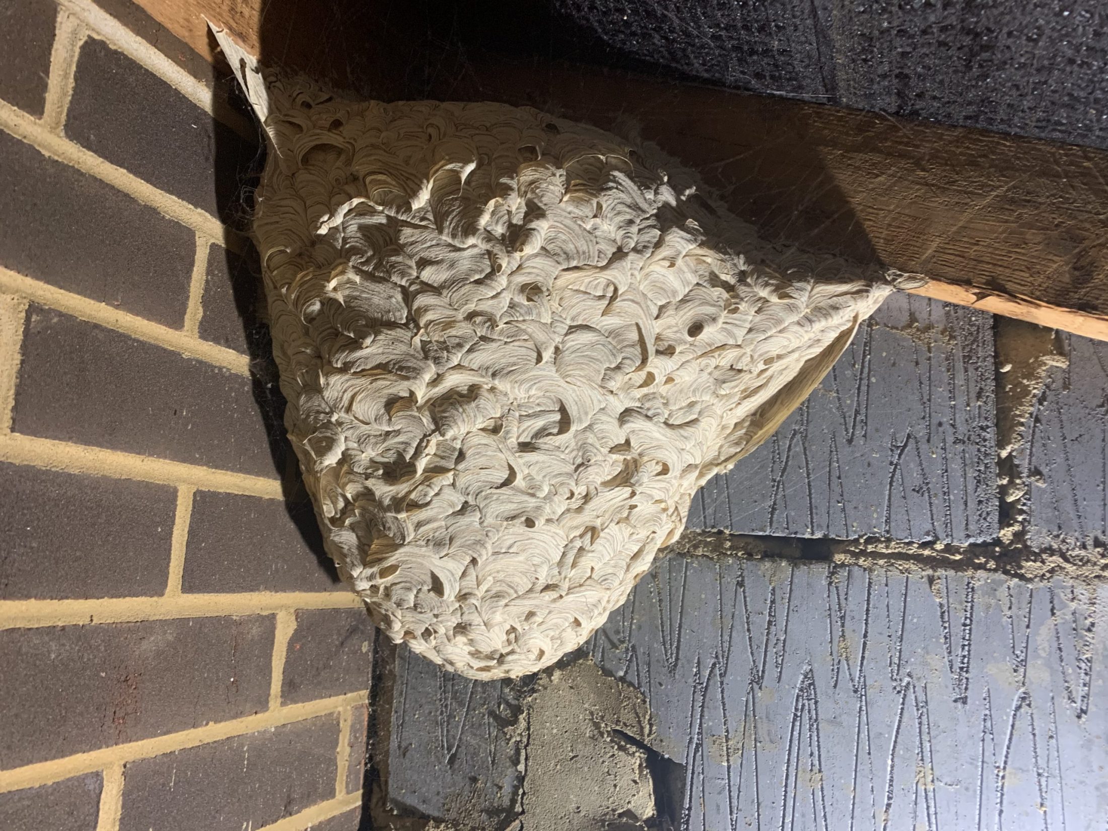 Wasp Nest in a loft