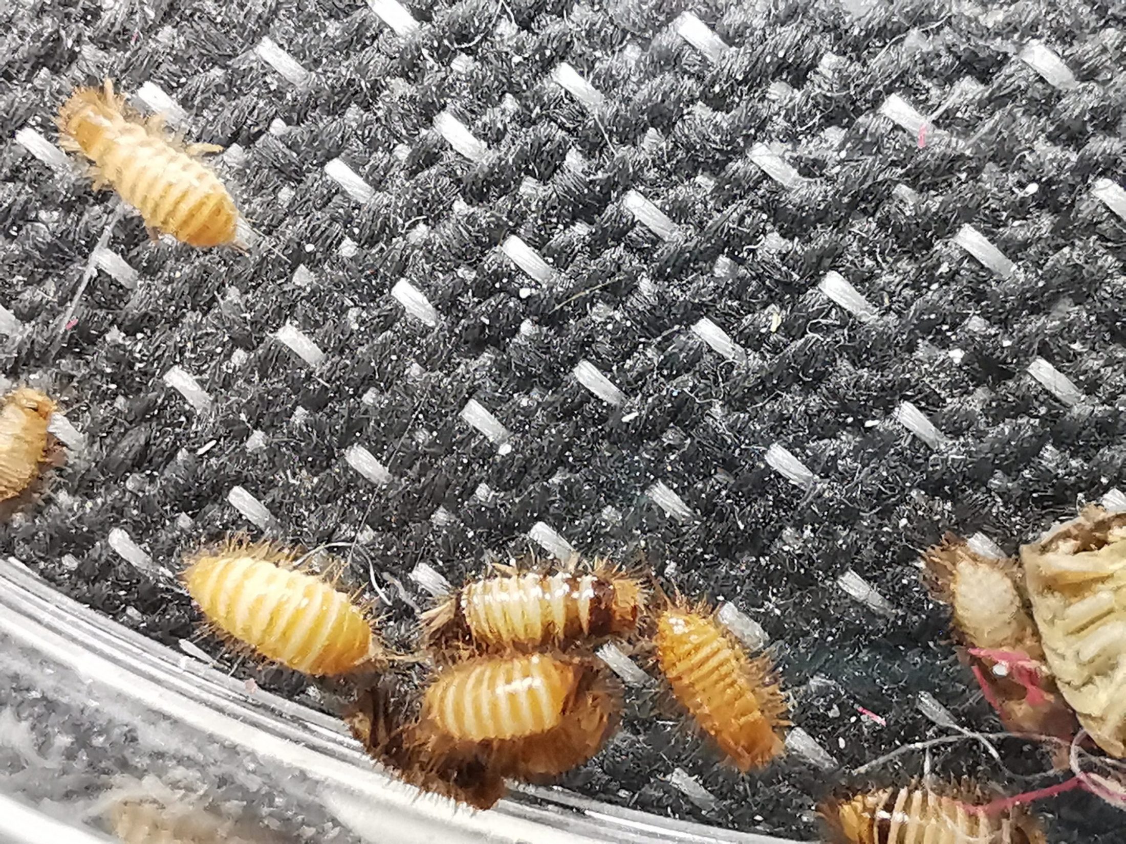 Carpet Beetle Treatment in Maidstone, Kent