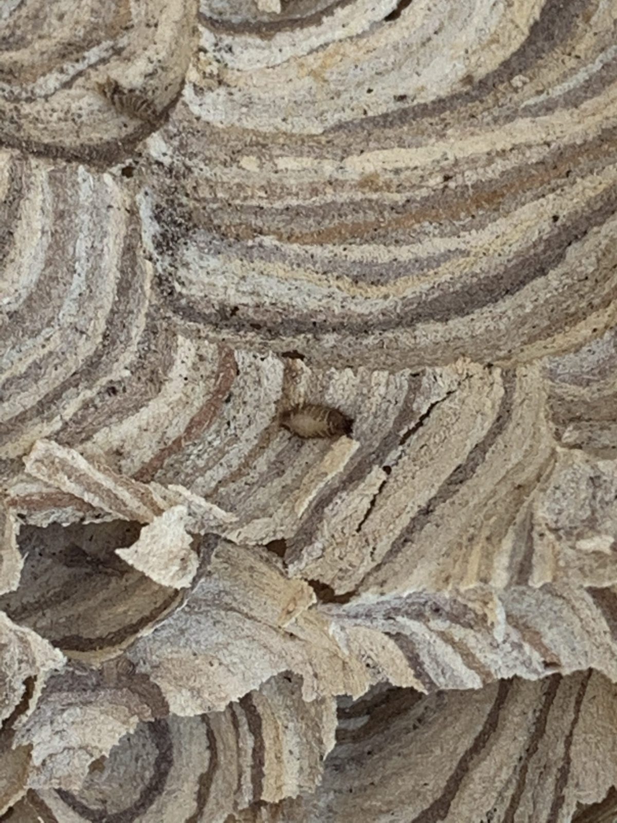 A live woolly bear living on a wasp nest.