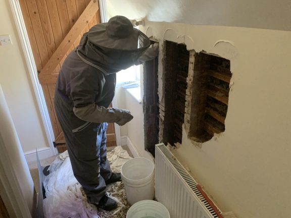 Pest-tech removing bees from a house