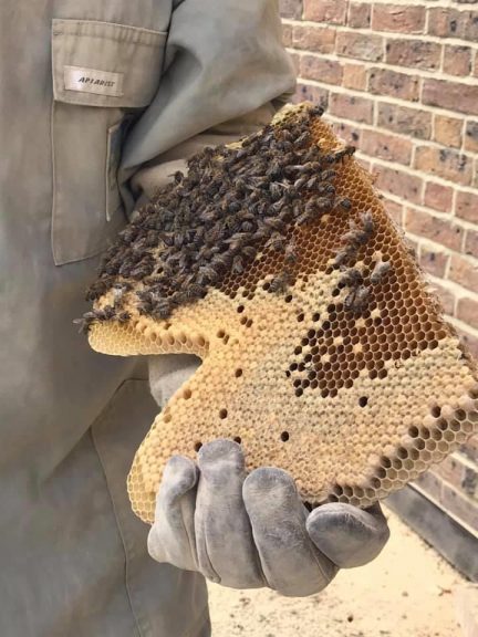 Honey bee removal in Maidstone