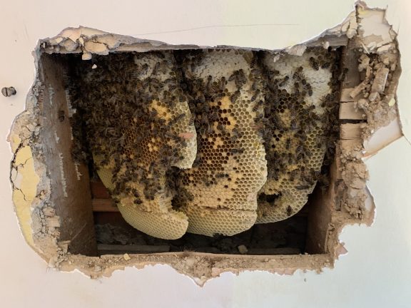 Honey Bees in the wall