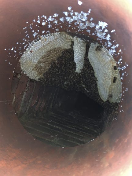 Honey bee removal from a chimney
