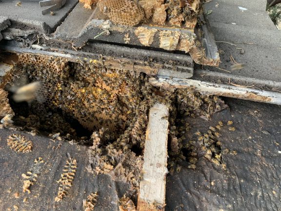 Honey bee removal from a roof space