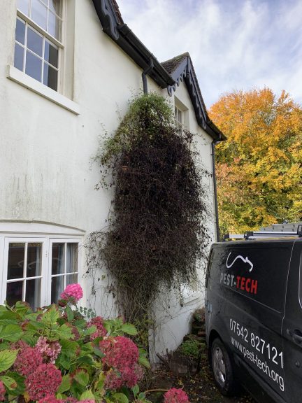 Mouse in the house mice us foliage as a ladder. Pest Control Near Me