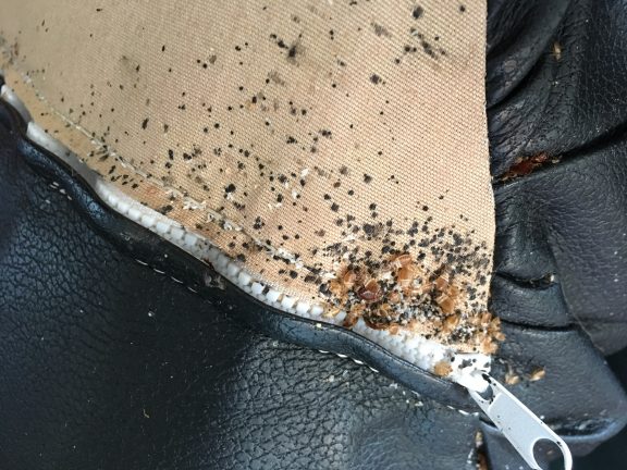 Bed bug eggs and varying stages of bed bugs.