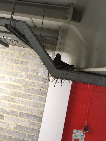 Pigeon control in car parks
