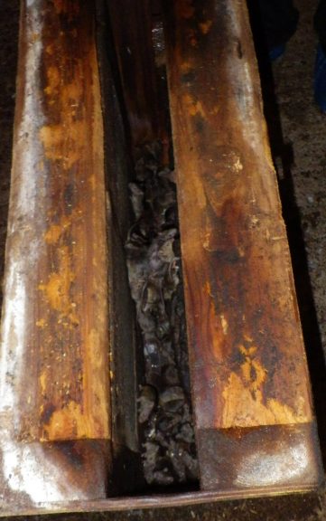 Mice in a cavity | mouse control