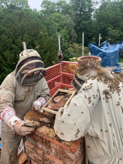 Pest control Headcorn carrying out pest removal services